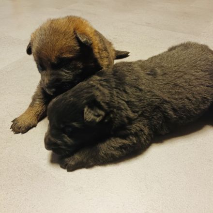 Deckrüde DSH DDR Linie TOP Gesund und tolles Wesen DEUTSCHER SCHÄFERHUND Stockhaar