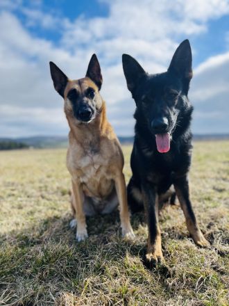 Deckrüde DSH DDR Linie TOP Gesund und tolles Wesen DEUTSCHER SCHÄFERHUND Stockhaar