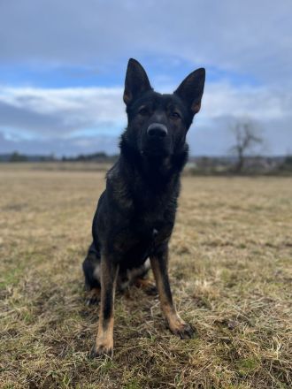 Deckrüde DSH DDR Linie TOP Gesund und tolles Wesen DEUTSCHER SCHÄFERHUND Stockhaar