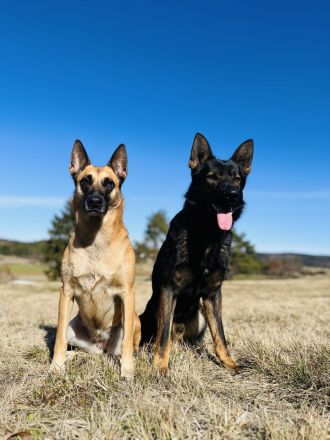 Deckrüde DSH DDR Linie TOP Gesund und tolles Wesen DEUTSCHER SCHÄFERHUND Stockhaar