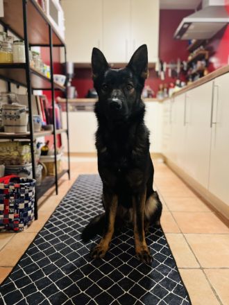 Deckrüde DSH DDR Linie TOP Gesund und tolles Wesen DEUTSCHER SCHÄFERHUND Stockhaar