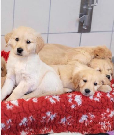 Labrador / Golden Retriever