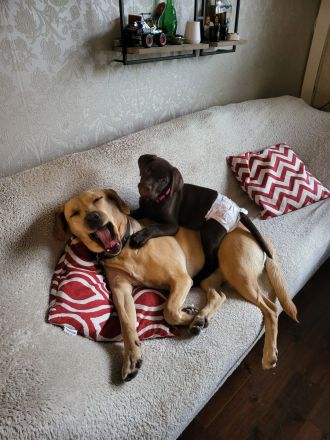 Labrador / Golden Retriever