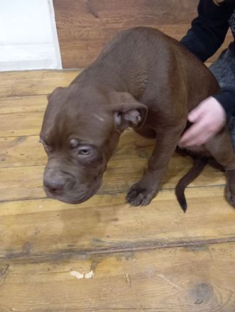 Bordeaux Dogge+Old English Bulldoge