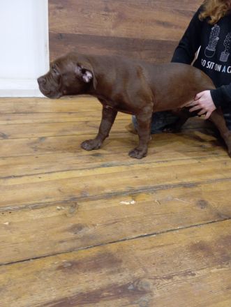 Bordeaux Dogge+Old English Bulldoge