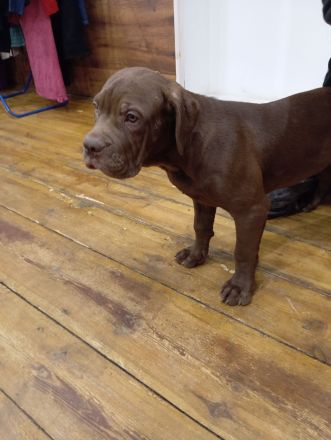 Bordeaux Dogge+Old English Bulldoge