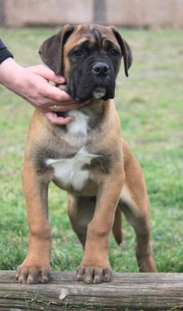 Cane corso Welpen