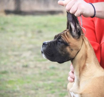 Cane corso Welpen