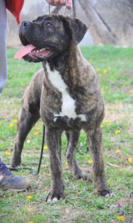 Cane corso Welpen