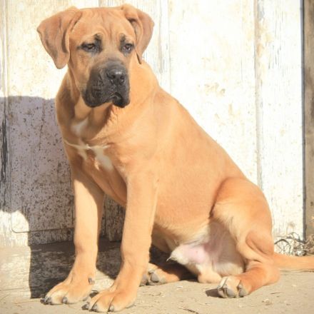 Cane corso Welpen