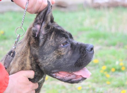 Cane corso Welpen