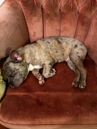 Französische Bulldoggen Welpen 950€ FP!!!