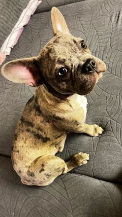 Französische Bulldoggen Welpen 950€ FP!!!