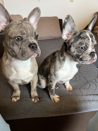 Französische Bulldoggen Welpen 950€ FP!!!
