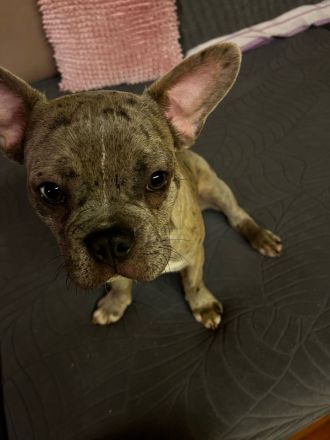 Französische Bulldoggen Welpen 950€ FP!!!