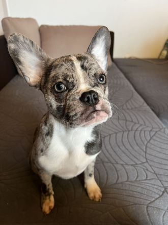 Französische Bulldoggen Welpen 950€ FP!!!