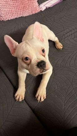 Französische Bulldoggen Welpen 950€ FP!!!