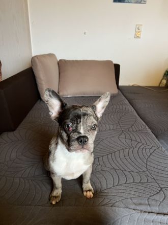 Französische Bulldoggen Welpen 950€ FP!!!