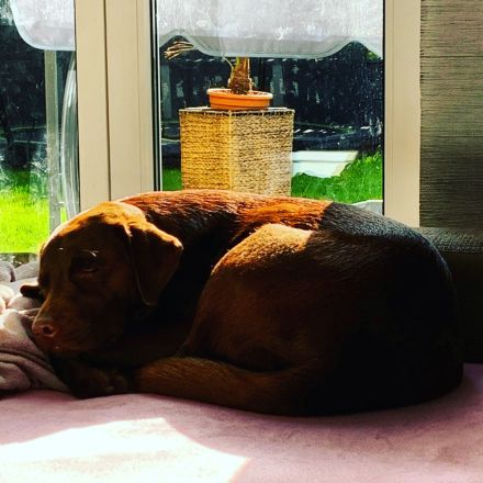 Wunderschöne reinrassige schokobraune Labradorwelpen mit Ahnentafel