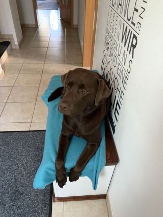 Wunderschöne reinrassige schokobraune Labradorwelpen mit Ahnentafel