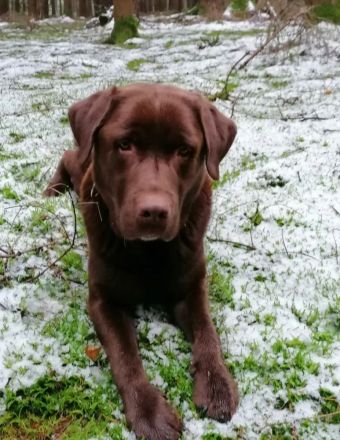 Wunderschöne reinrassige schokobraune Labradorwelpen mit Ahnentafel