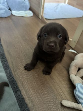 Wunderschöne reinrassige schokobraune Labradorwelpen mit Ahnentafel