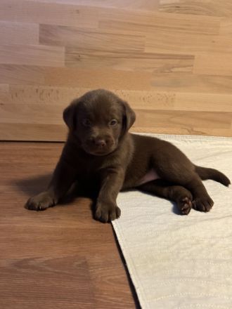Wunderschöne reinrassige schokobraune Labradorwelpen mit Ahnentafel