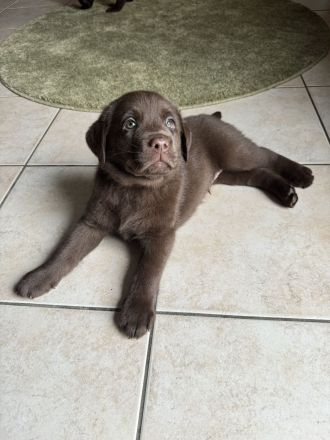 Wunderschöne reinrassige schokobraune Labradorwelpen mit Ahnentafel
