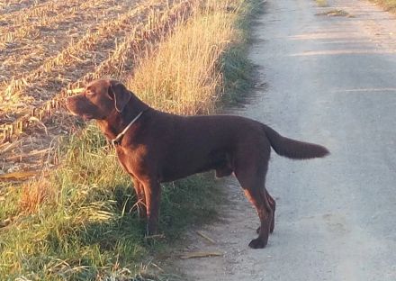 Wunderschöne reinrassige schokobraune Labradorwelpen mit Ahnentafel
