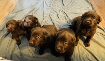 Wunderschöne reinrassige schokobraune Labradorwelpen mit Ahnentafel