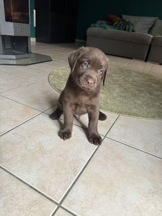 Wunderschöne reinrassige schokobraune Labradorwelpen mit Ahnentafel