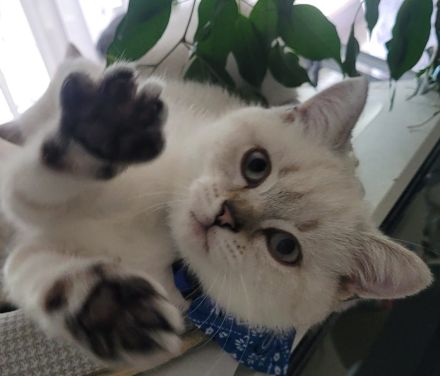 BKH Blue Point Kitten mit Stammbaum