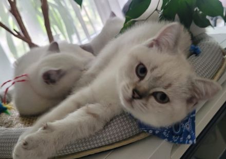 BKH Blue Point Kitten mit Stammbaum