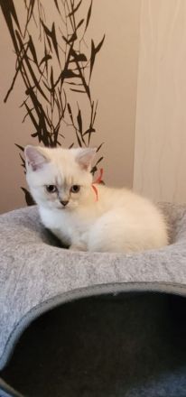 BKH Blue Point Kitten mit Stammbaum