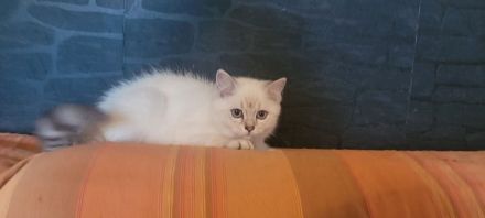 BKH Blue Point Kitten mit Stammbaum