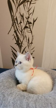 BKH Blue Point Kitten mit Stammbaum