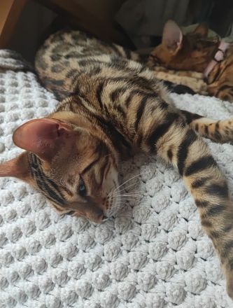 Reinrassige Bengalkitten