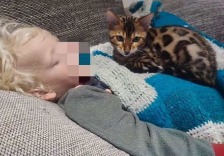 Reinrassige Bengalkitten