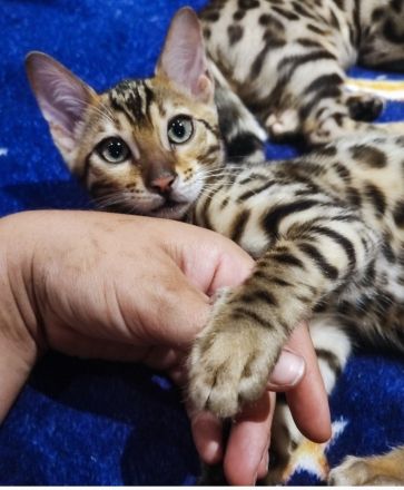 Reinrassige Bengalkitten