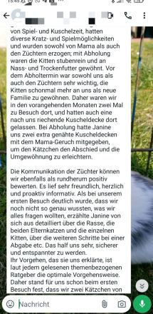 Reinrassige Bengalkitten