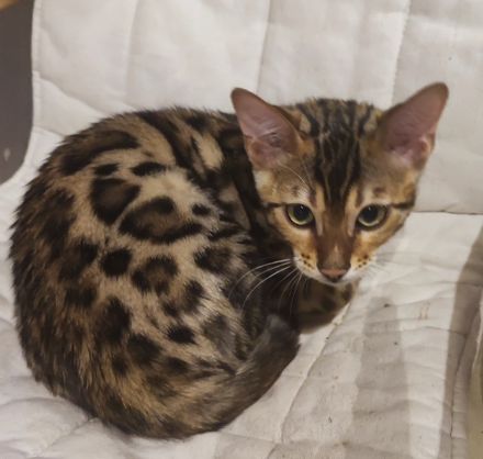 Reinrassige Bengalkitten