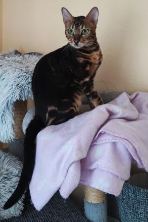 Reinrassige Bengalkitten