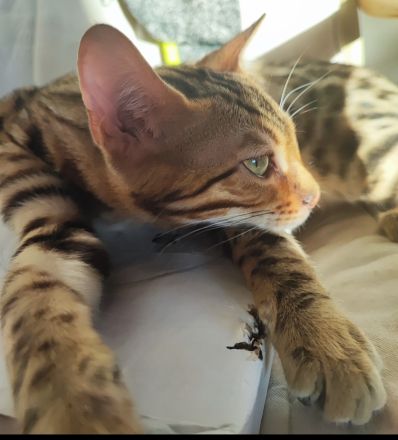 Reinrassige Bengalkitten