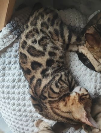 Reinrassige Bengalkitten