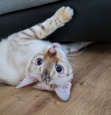 Reinrassige Bengalkitten