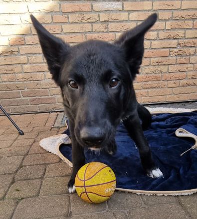 MALINOIS/BORDER COLLIE MIX