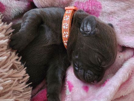 Labrador Welpen