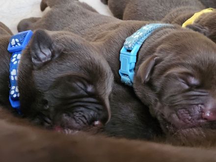 Labrador Welpen