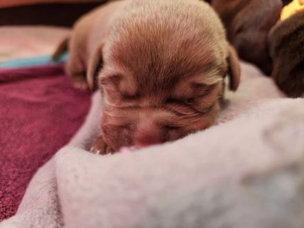 Labrador Welpen