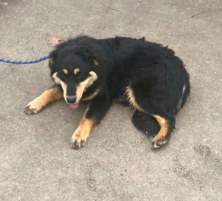 Verspielter Ludwig sucht eine Familie